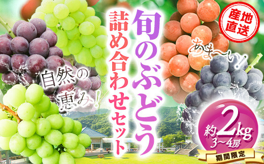 
            3.【先行予約】 産地直送 旬のぶどう詰め合わせセット 1箱 約2kg 3～4房 水車の里フルーツトピア 期間限定 岡山県 矢掛町 葡萄 果物 スイーツ フルーツ デザート《9月上旬-9月末頃出荷》
          