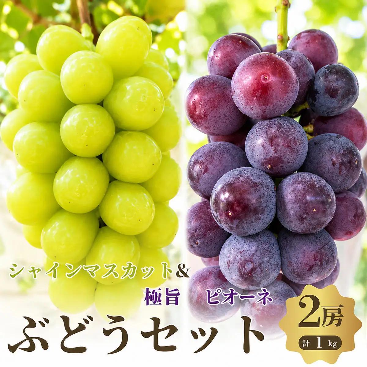 ぶどうセットシャインマスカットピオーネ 2品種食べ比べ 種なしぶどうセット【2房計1kg】【先行予約】