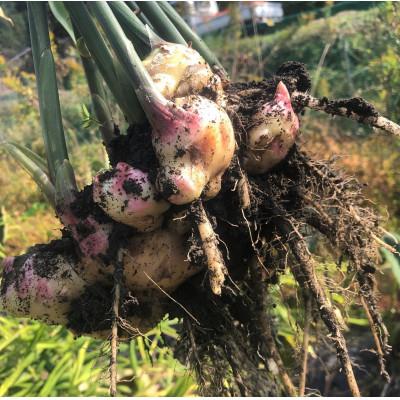 ふるさと納税 能勢町 ジンジャーシロップ2本セット(辛口スパイシー・すっきりマイルド各1本) |  | 01