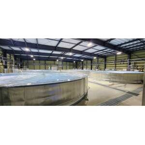 【発送月固定定期便】上里育ちの「侍うなぎ」蒲焼き 150g×5尾全6回【配送不可地域：離島】【4076739】