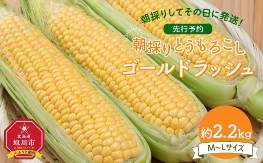 【先行予約】朝採り　とうもろこし　ゴールドラッシュ　約2.2kg（M～Lサイズ× 6本）（2025年8月下旬から順次発送予定）_05229