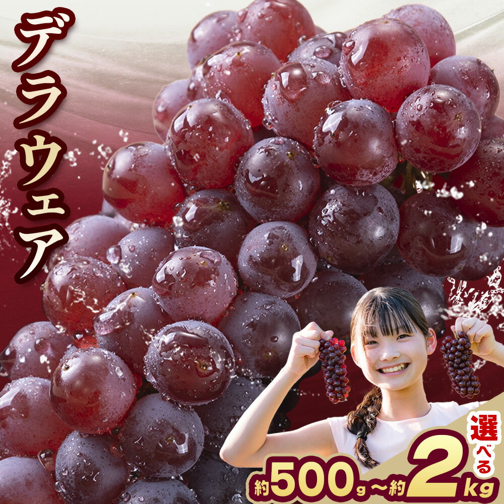 【ふるさと納税】【先行予約】甘さぎっしり小粒ぶどう デラウェア 選べる 約500g 約1kg 約2kg フルーツ 果物《2026年6月中旬-7月上旬頃出荷》和歌山県 岩出市 送料無料 一大産地 青果 お取り寄せフルーツ 冷蔵 ブドウ 種なし 甘い 小粒ぶどう 産地直送 ぶどう