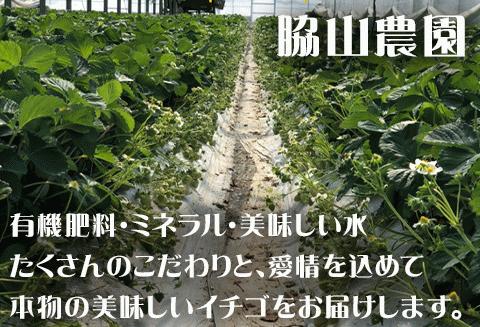 『先行予約』【令和8年2月中旬発送】唐津産 白いちご「雪うさぎ 」苺 イチゴ 希少 果物 フルーツ 脇山農園