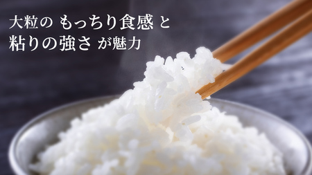 令和7年産 にじのきらめき 10kg ( 5kg × 2袋 ) [SC055sa-sp]