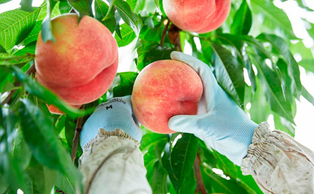 希少品種！！上品な甘さの大玉白桃【ゆめかおり】約3kg [やや硬めの桃]  FY25-322