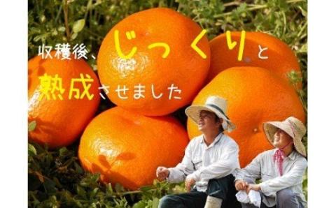 N-24 果樹園みかんの木の蔵出しみかん ５．５ｋｇ