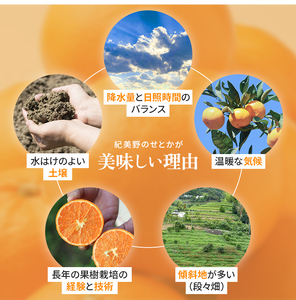 【先行予約・数量限定】 地元で大人気の 秀品 せとか 3kg 【M～2Lサイズ混合】【2027年3月中旬から2027年3月下旬頃に順次発送】〈味好農園〉 /ミカン 蜜柑 柑橘 フルーツ くだもの 果物
