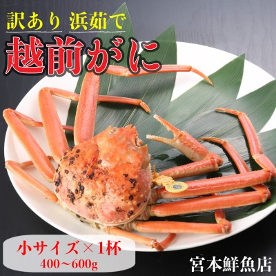 【2026年2月より順次発送】【訳あり】《浜茹で》越前がに　小サイズ×1杯【配送不可地域：離島・北海道・沖縄】【1611472】