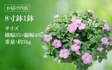 【4月末より順次発送】 サフィニア いちごシェイク 鉢花　/ 瑞浪市 中山園芸 花 お花 お祝い 鉢植え 生花 ギフト プレゼント フラワー[AZDC004]