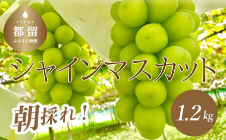 【2025年 先行予約】 産地直送 朝採れ！ 山梨県産 シャインマスカット ２房 (1.2kg以上！) |  山梨 ぶどう ブドウ 葡萄 シャイン 都留市人気返礼品！社員　シャインマスカット　