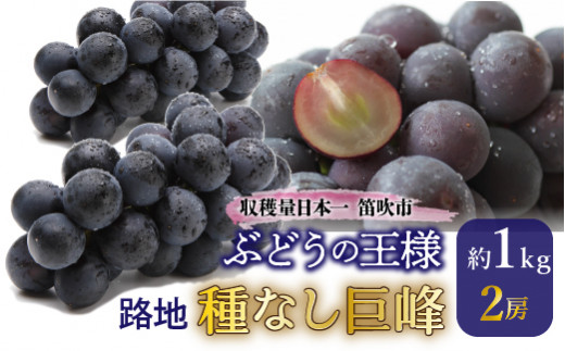 JAふえふき露地種無し巨峰2房（約1.0kg） 010-006-26y