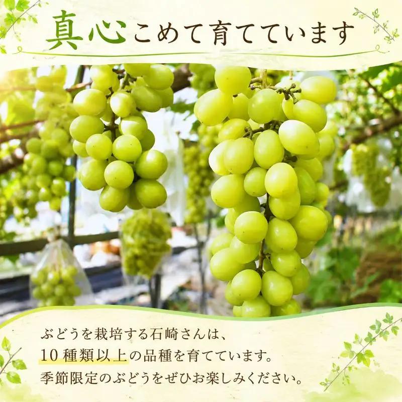 【ぶどうの2種セット】 シャインマスカット 旬のぶどう （各1房 計2房） 約1kg