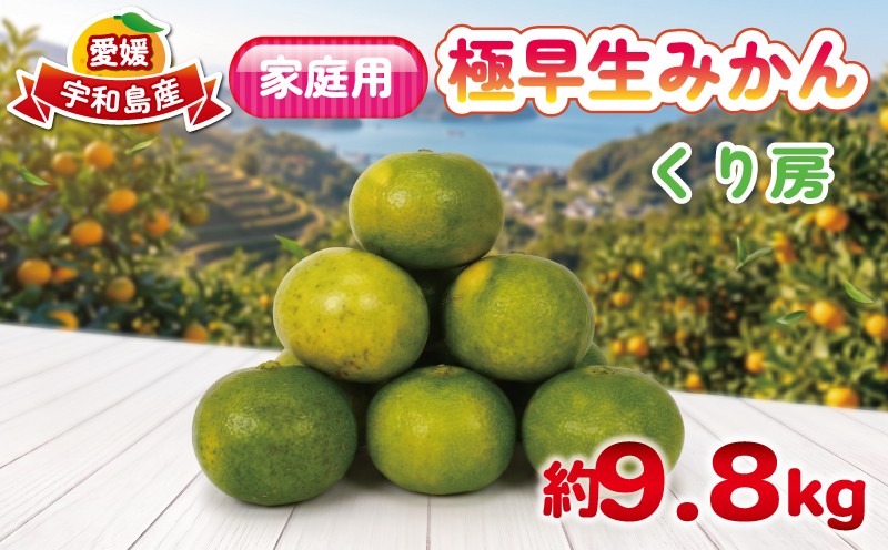 
                  家庭用 極早生みかん 約 9.8kg くり房 極早生 ごくわせみかん 愛媛みかん 愛媛蜜柑 蜜柑 mikan 果物 くだもの フルーツ 柑橘 数量限定 産地直送 国産 愛媛 宇和島 B014-204011
                