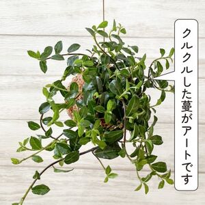 シャングリラ つる性ガジュマル 苔玉 幸福を呼ぶ 観葉植物 おしゃれにハンギング【1623430】