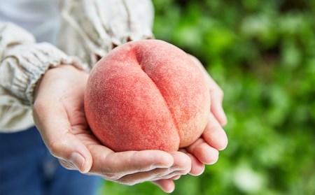 山形産 もも 3kg(柔らかくなるもも)【令和8年産先行予約】FU22-004 くだもの 果物 フルーツ 山形 山形県 山形市 2026年産