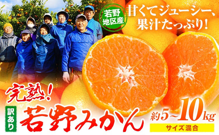 訳あり みかん 5kg 10kg 完熟 若野みかん 約5kg 約10kg サイズ混合 圦本農園 《11月下旬-12月中旬頃出荷》和歌山県 日高川町 送料無料 訳ありみかん 10キロ 5キロ わけありみかん わけあり 若野 みかん ミカン 柑橘 完熟 フルーツ 果物 お取り寄せフルーツ---wshg_yrma3_h1112_23_12000_5kg---