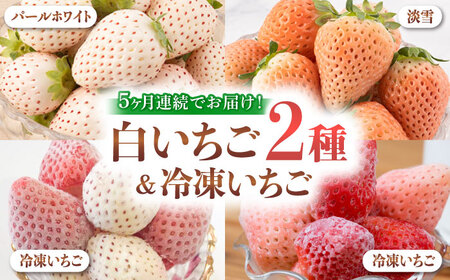 【全5回定期便】白いちご2種と冷凍いちご / いちご イチゴ 苺 果物 フルーツ 定期便 /  佐賀県ふるさと納税 [41AAZZ004]いちご 苺 定期便 いちご 苺 定期便 いちご 苺 定期便