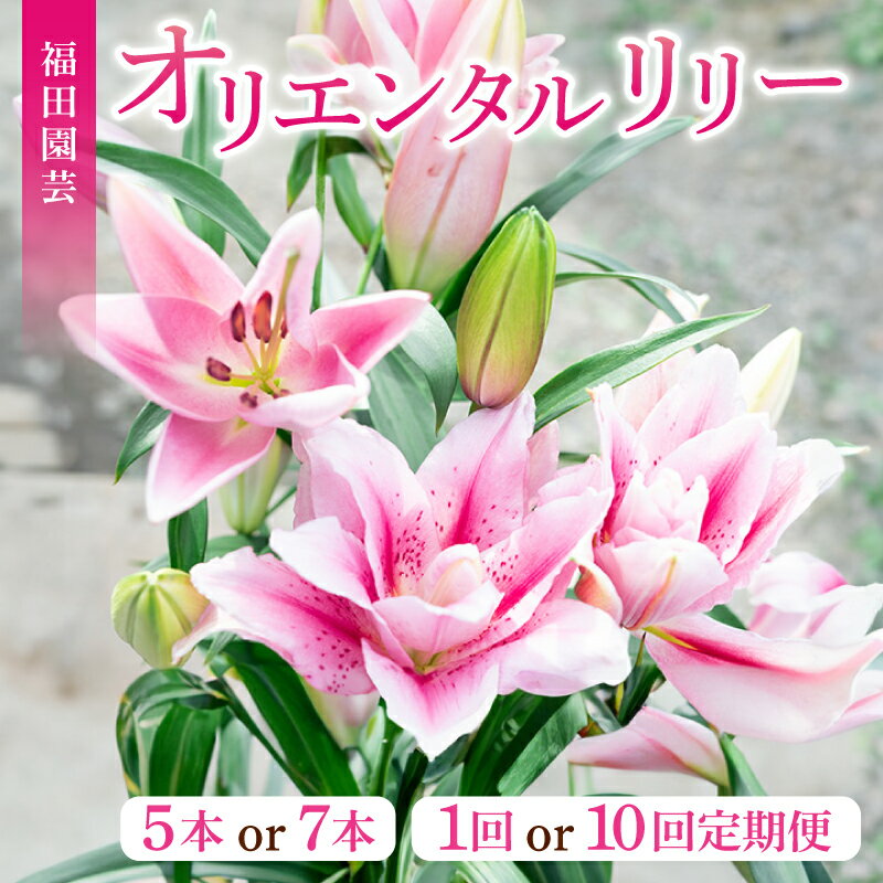 ユリ（オリエンタルリリー）5本セット　高知県安芸市「福田園芸」　ゆり　オリエンタル・ハイブリット　大輪で香りが良く、ユリの王様、女王と呼ばれています　ギフトにもおすすめ　プレゼント　送料無料