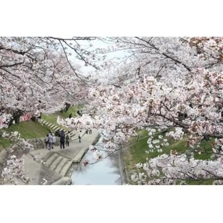 【返礼品なし】高田千本桜や大和高田市内の都市公園などの桜への寄附　1口:5,000円