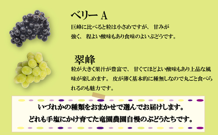 【2026年8月から発送】【先行予約】 2026年発送 旬のぶどう食べ比べお試しセット|ぶどう RYE