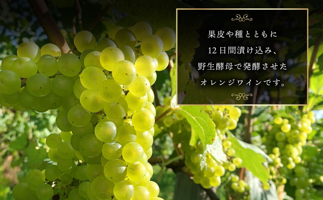オレンジワイン 山麓のアンバー Pinot Gris 2024