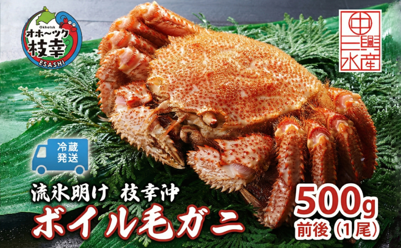〈冷蔵発送〉流氷明け 枝幸沖 ボイル毛ガニ 500g前後×1尾 先行予約【2027年3月頃発送予定】旬の味覚［丸中三興水産］オホーツク枝幸 前浜【 蟹 魚介 北海道 枝幸 】