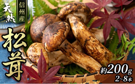 
            信州産「天然松茸」（約200g/2～8本） 野菜 きのこ まつたけ [№5659-1233]
          