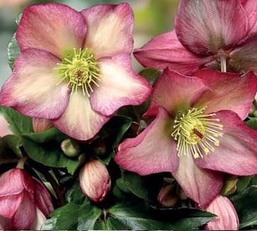 
            クリスマスローズ・氷の薔薇ロザリー | 花 クリスマス ローズ 冬 氷 薔薇 赤 季節 冬 ガーデニング ガーデン 庭 贈答 プレゼント ギフト 期間限定 伊那市 ふるさと納税【021-42】
          