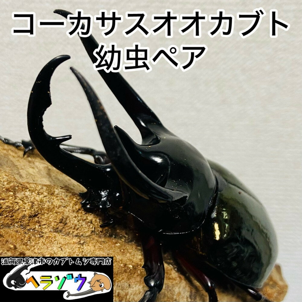 【ふるさと納税】コーカサスオオカブト 幼虫 ペア