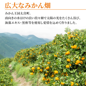大鋸農園の早穫り甘果坊（小玉）５kg みかん 蜜柑 太良みかん 温州みかん 果物 フルーツ 甘い 早穫り 柑橘 ノーワックス 果実 くだもの 柑橘類 佐賀県 太良町 LB10