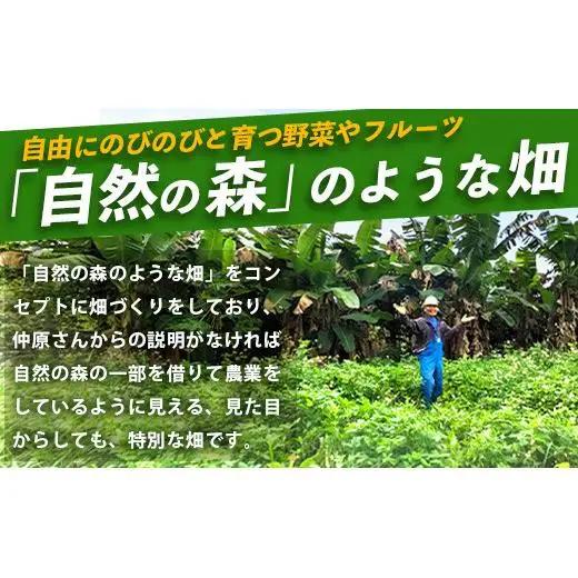 ＜1回1組限定プライベート体験ツアー！＞農薬を使わない、仲原さんの「森のような畑」OI-21-1