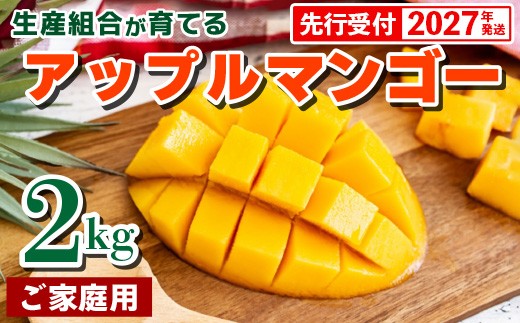 【先行受付】【2027年発送】生産組合が育てるアップルマンゴー約2kg（家庭用）- 先行予約 沖縄県産 産地直送 南国フルーツ 旬の味覚 季節の果物 ご自宅用 沖縄マンゴー 沖縄県 八重瀬町