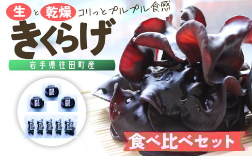 岩手県産 生きくらげ・乾燥きくらげ 食べ比べセット (乾燥50g・生120g) コリっとプルプル食感がたまらない国産きくらげ/ きくらげ 生きくらげ 乾燥きくらげ 木耳 キノコ 国産【#0126】
