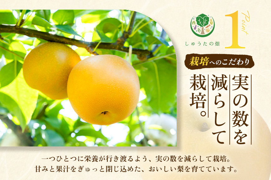 【先行予約】 しゅうたの畑 あふれる果汁 幸水梨 6玉から7玉 【2026年7月下旬から8月上旬 出荷予定】 梨 なし ナシ 幸水 こうすい 果物 くだもの フルーツ 果実 ジューシー 産直農園 お取