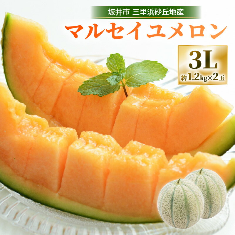 【ふるさと納税】【先行予約】 坂井市三里浜砂丘地産 マルセイユメロン 2玉（1玉 約1.2kg前後） 【2025年6月中旬以降順次発送予定】 【メロン めろん フルーツ デザート 果物 くだもの 果実 赤肉 糖度 甘い ジューシー お取り寄せ グルメ 産地直送 】