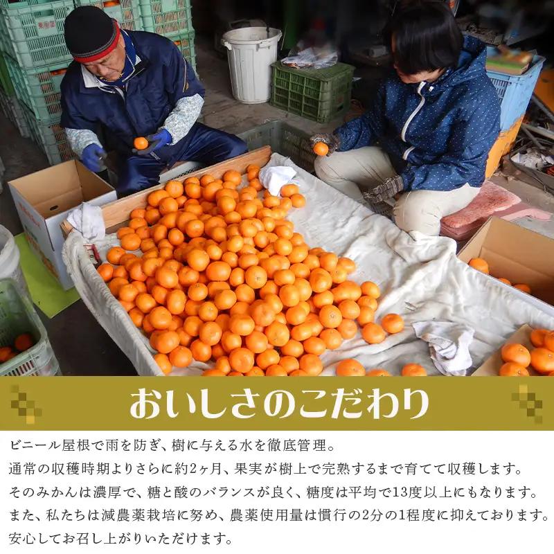 『先行予約』【令和9年1月から発送】吉田みかん園の樹上完熟みかん 5kg 柑橘 ミカン 蜜柑 フルーツ 果物