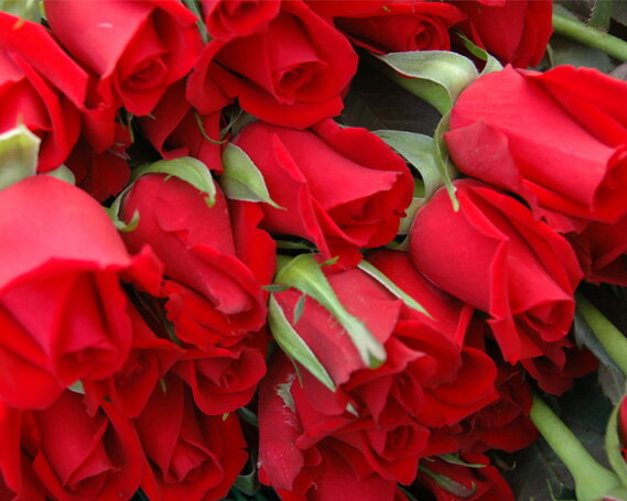 【ふるさと納税】農家直送！厚木産バラの花束　大輪L黄色 ／ バラ 花束 黄バラ 大輪 一輪立ち 農家直送 生花 切り花 ギフト プレゼント 記念日 誕生日 観賞用 自宅用 フラワーギフト 厚木市