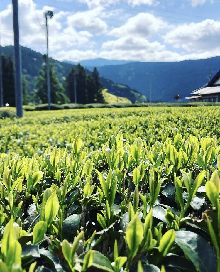 茶畑の風景