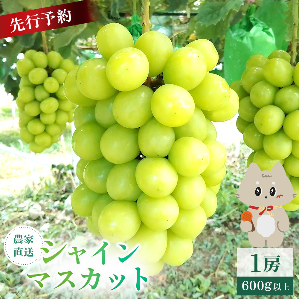 【先行予約】《2026年9月下旬～11月下旬出荷》  宮城県丸森町産 シャインマスカット　1房(1房 600g以上)【48002】