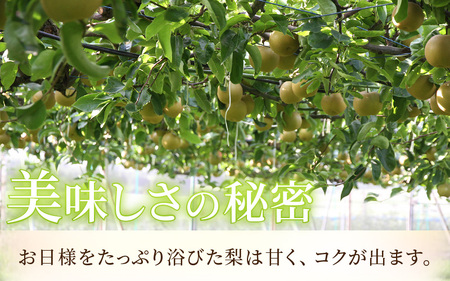 【先行予約】《数量限定》新興梨 9～10玉入 約5kg 歯ごたえ抜群！ もぎたて 新鮮 ／ 期間限定 果物 フルーツ 農家直送 お取り寄せ 新興 梨 なし 福井県 あわら市※2025年10月中旬より順