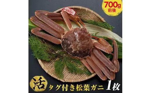 【早期受付】【活】タグ付き 松葉ガニ 中1枚（700g前後） | カニ 松葉ガニ タグ付き ※着日指定不可 ※2026年11月上旬頃から順次発送予定