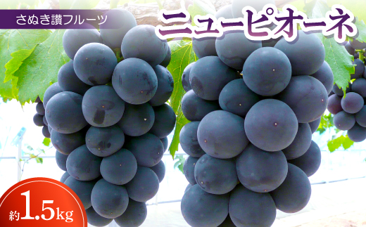さぬき讃フルーツ「ニューピオーネ」約1.5kg ＜令和7年8～9月発送＞【1609802】