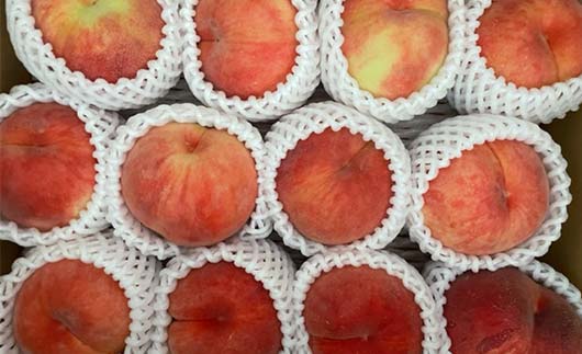 FYN9-731 ≪2026年先行予約≫ ご家庭用 8月発送 山形県産 品種おまかせ 白桃 約3kg(7～13玉) 2026年8月上旬から順次発送 はくとう 桃 もも モモ 果物 くだもの 夏果実 フ