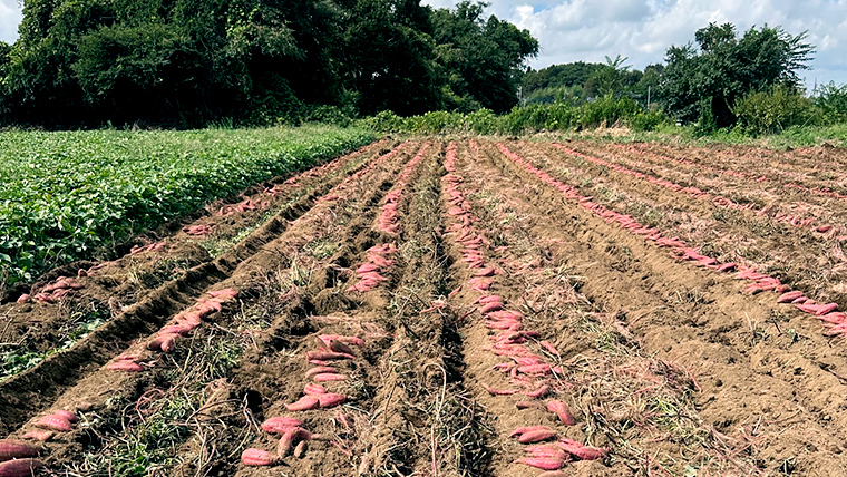 【 先行予約 2024年11月中旬以降発送 】 訳あり 無選別 八千代町産 紅はるか 生芋 土付き 約 5kg さつまいも サツマイモ 芋 いも イモ ワケアリ 訳アリ 八千代町 ふるさと納税 500