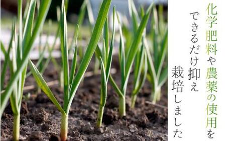 奈良県葛城産 にんにく 約2kg(500g×4袋)  【2026年5月上旬～7月下旬順次発送】 葛城市【smlk065】