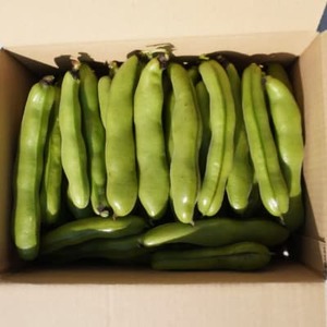 大村農場のそら豆2kg(5月下旬より順次発送)_野菜 豆  まめ マメ_【配送不可地域：離島・沖縄県】【1609285】