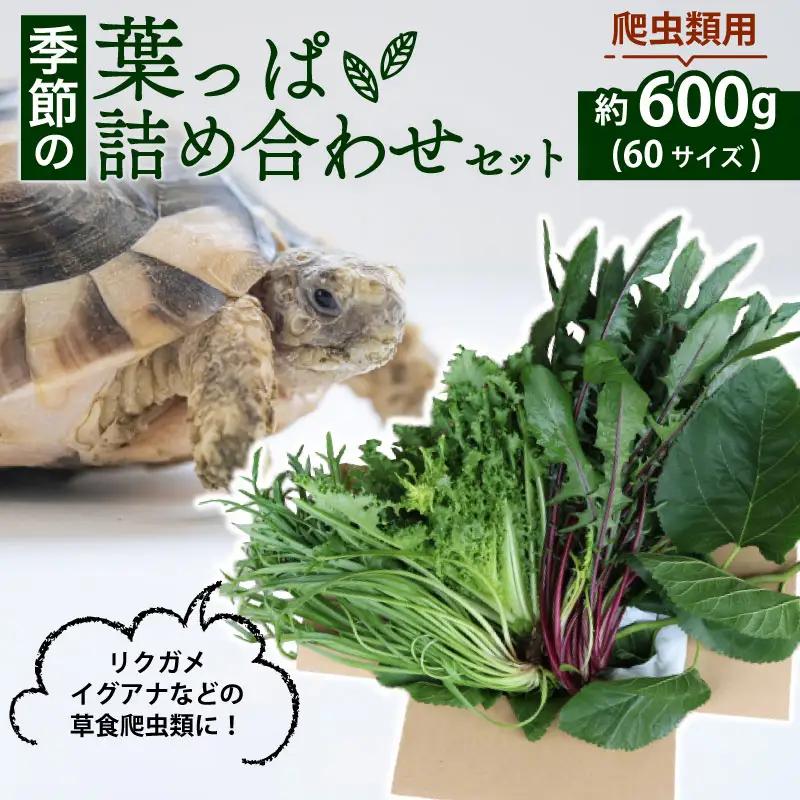 【爬虫類用】 季節の葉っぱ詰め合わせ セット 約 600g 60サイズ 葉