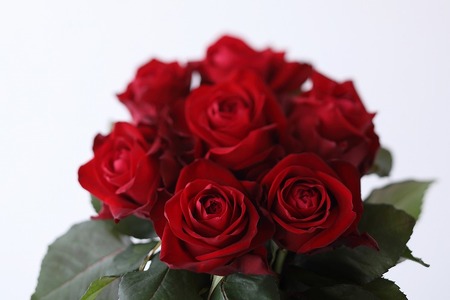 【総本数100本！】國枝バラ園から直送！Flower Bouquet（25本の花束×４ケース）赤系　薔薇 ばら バラ 花束 お祝い プレゼント 誕生日 ギフト 贈答 記念日 クニエダ株式会社 AN-0