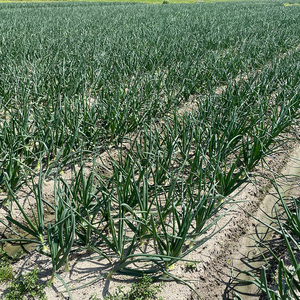 ★6月から発送予定★ 松山市北条産 風早の里 玉ねぎ 7kg | 玉葱 たまねぎ 野菜 やさい 野菜炒め 焼きそば カレー 味噌汁 料理 調理 お取り寄せ グルメ 人気 おすすめ 愛媛県 松山市【FA