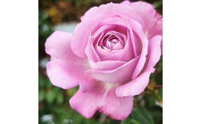 【Apple Roses】バラ苗『ラフ・メイカー』大苗6号ポット植え　 HNNH004